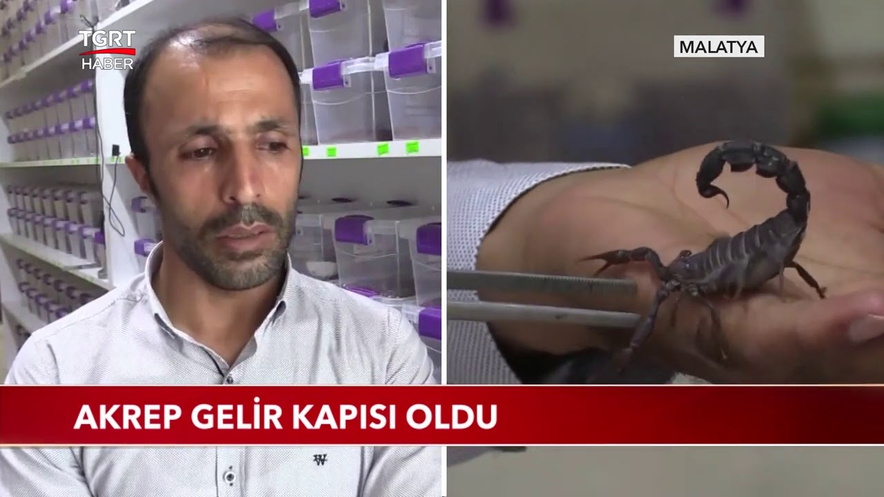 Girişimci Vatandaş Akrep Yetiştiriciliğinden Para Kazanıyor