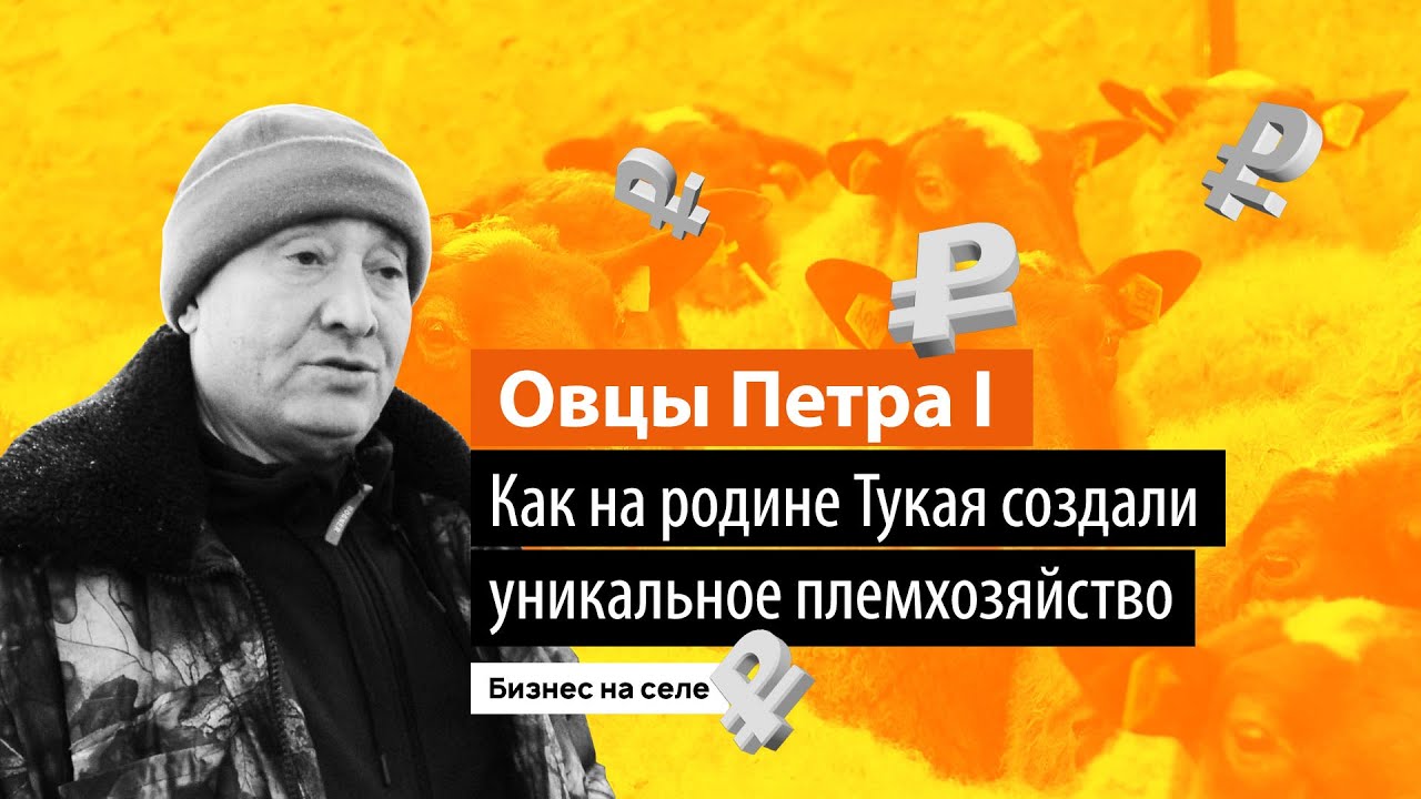 Овцы Петра I. Как на родине Тукая создали уникальное племхозяйство