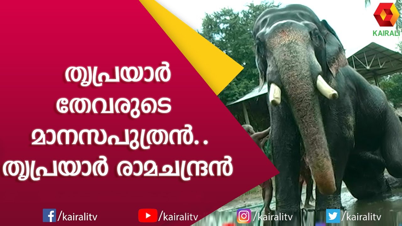 കീപ്പ് ഡിസ്റ്റൻസ് അതാണ് ഇവൻ തൃപ്രയാർ രാമചന്ദ്രൻ | Triprayar Ramachandran | E4 Elephant | Kairali TV