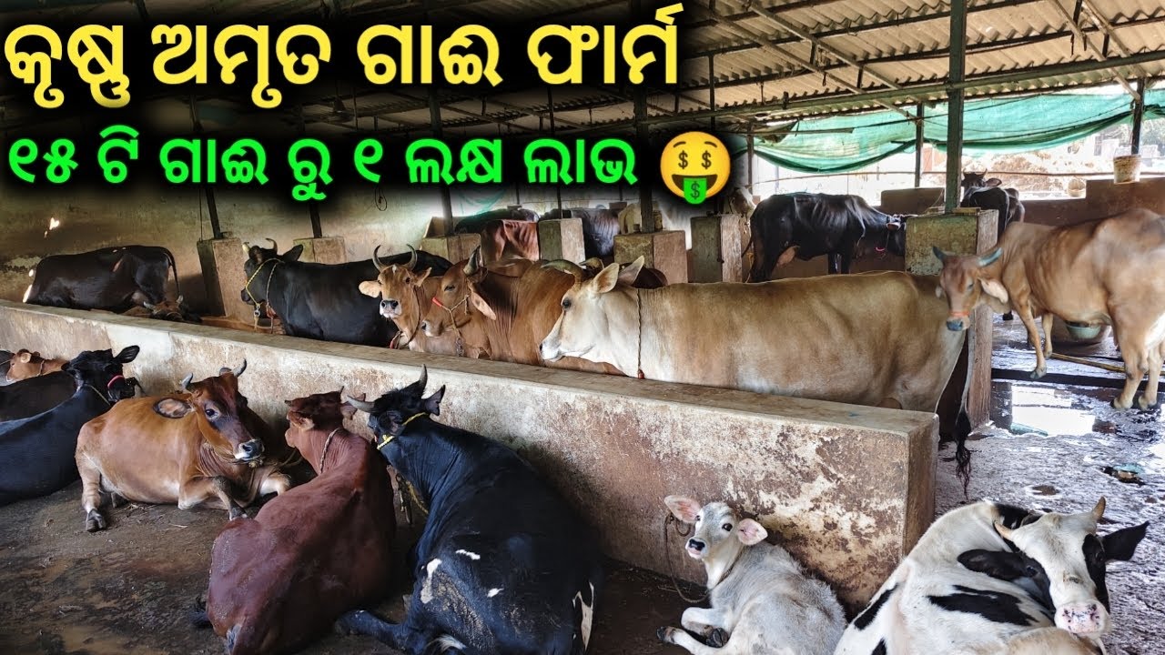 କୃଷ୍ଣ ଅମୃତ ଗାଈ ଫାର୍ମ ୧୫ ଟି ଗାଈ ରୁ ୧ ଲକ୍ଷ ଲାଭ 🤑 || odia vlogs || village vlogs || family vlogs 