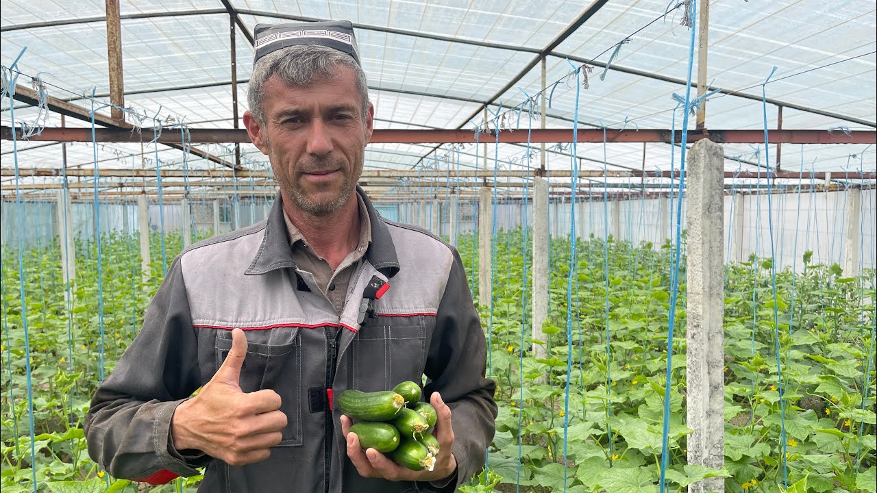 Sinovdagi Alpha Agro Bodring koʻchatlari Hosil berishni boshladi. Rocki F1, 103 va 107 urugʻlari