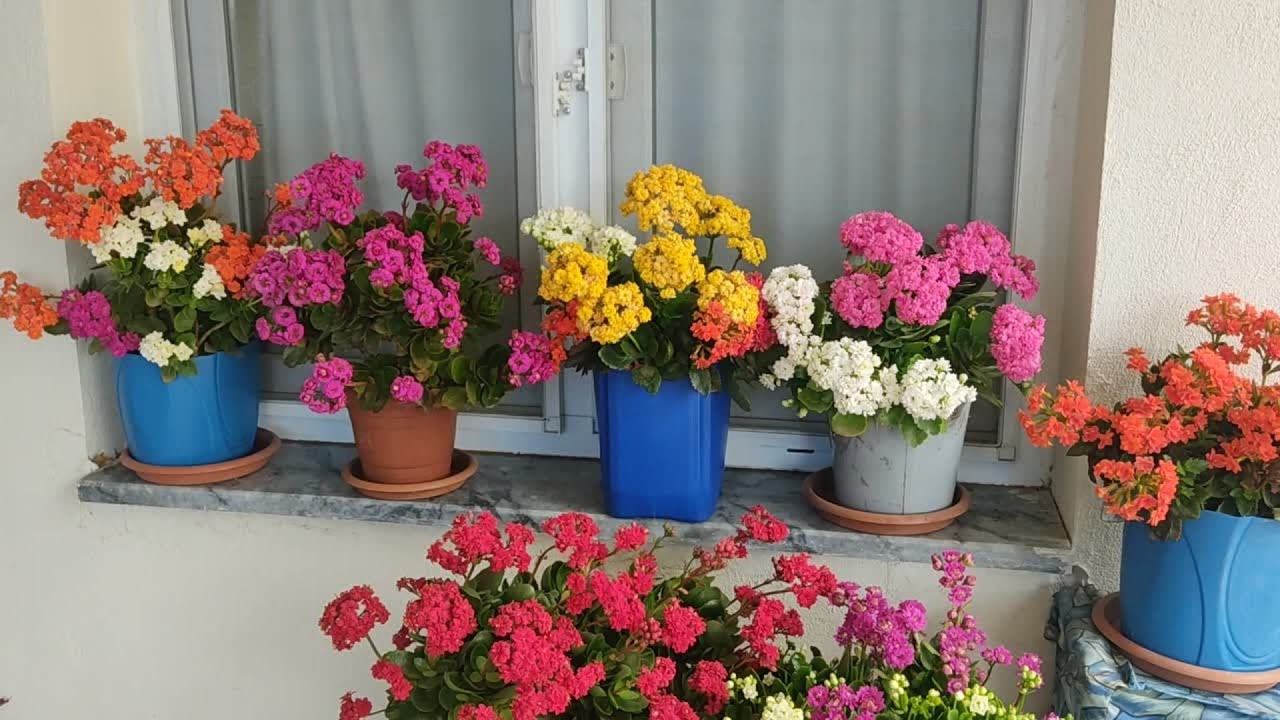 Kalanşo Çiçeği Bakımı ve Çoğaltılması