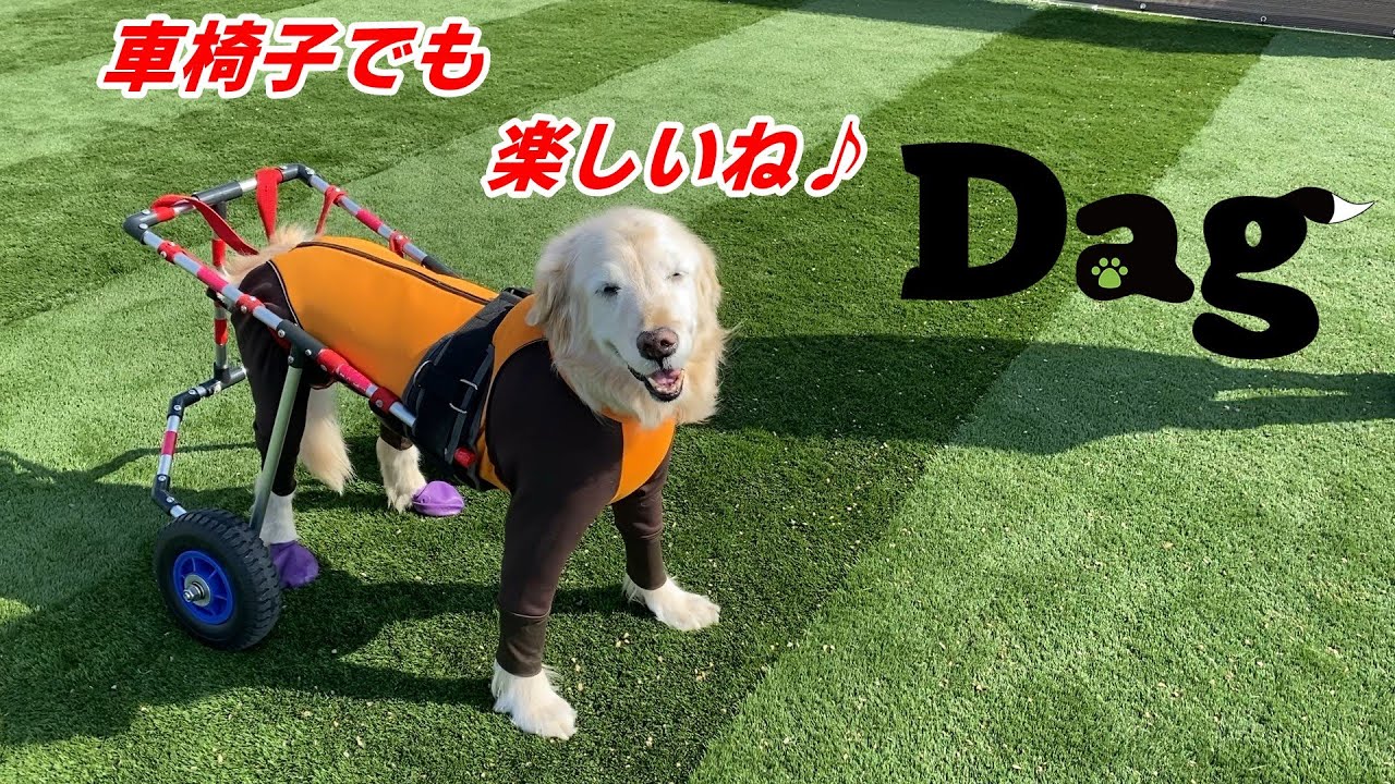 【ドッグラン】【Dag】で楽しい時間を過ごしました。手づくり【ワンコ用の車椅子】でも楽しく遊べます。13歳のはっち、大喜びしてくれました。