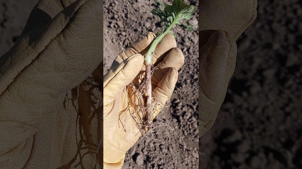Rhizoctonia solani en papa 🥔