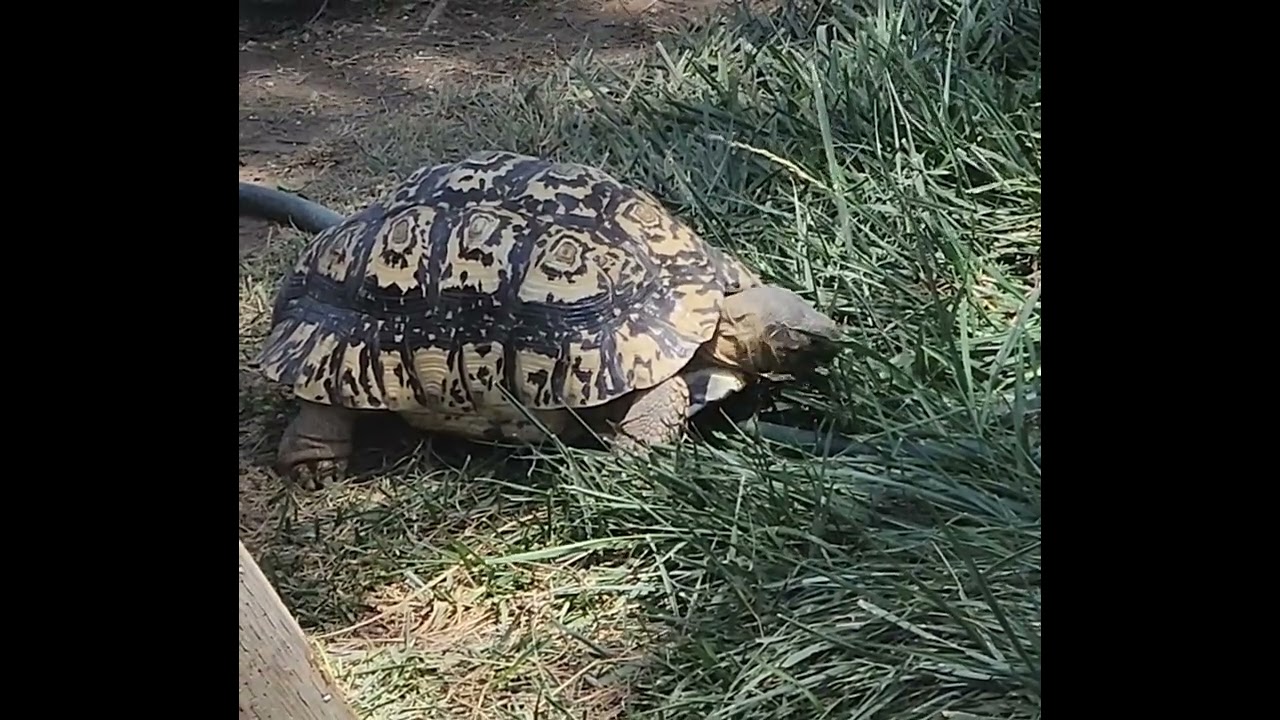 Leo the Leopard Tortoise grazing