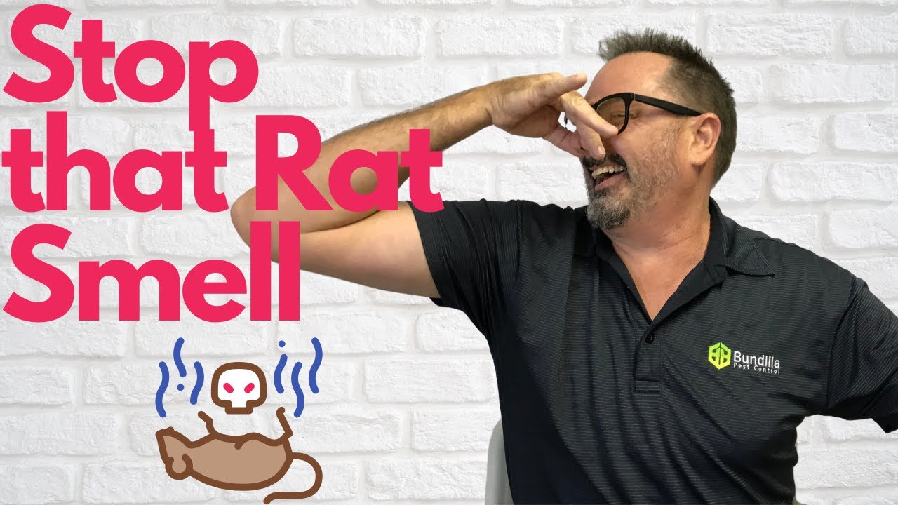 Get Rid of That Dead Rat Smell