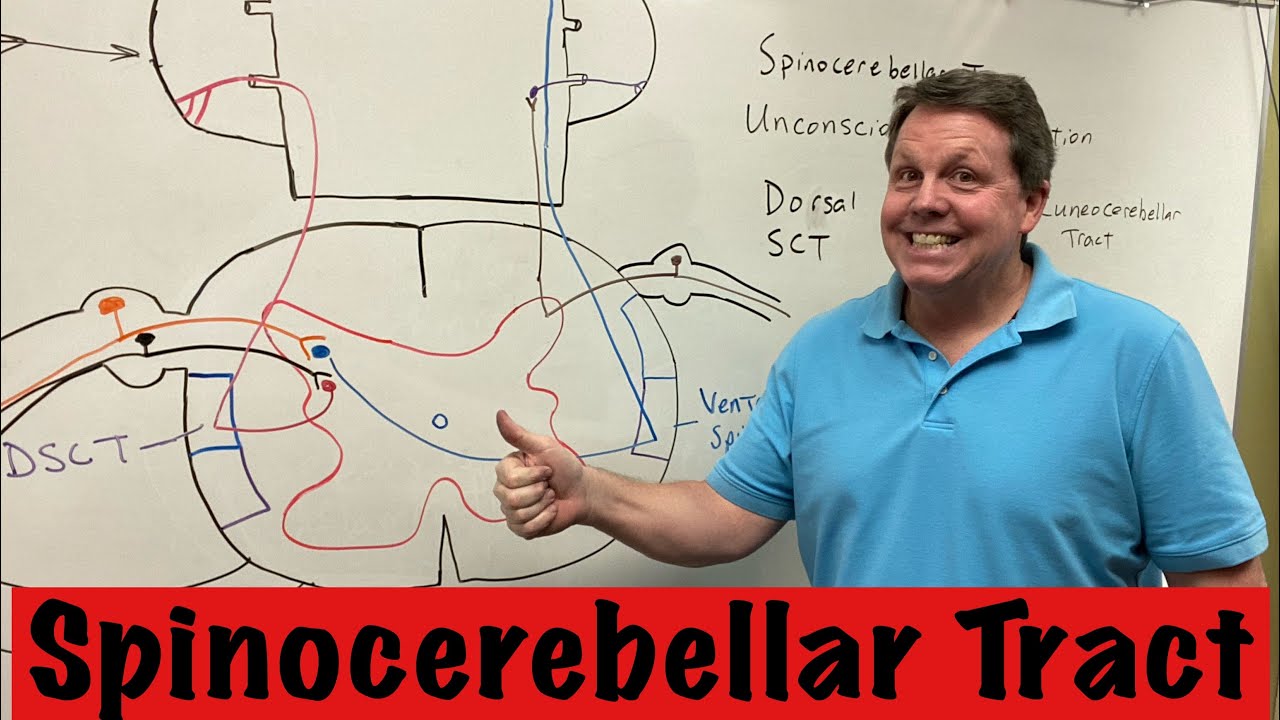 Spinocerebellar Tract