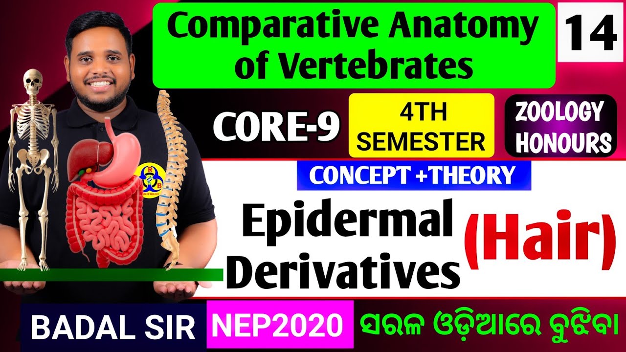 HAIR|derivatives of Integument|Zoology honours core9|Zoology honours 4th semester core9|Core9 