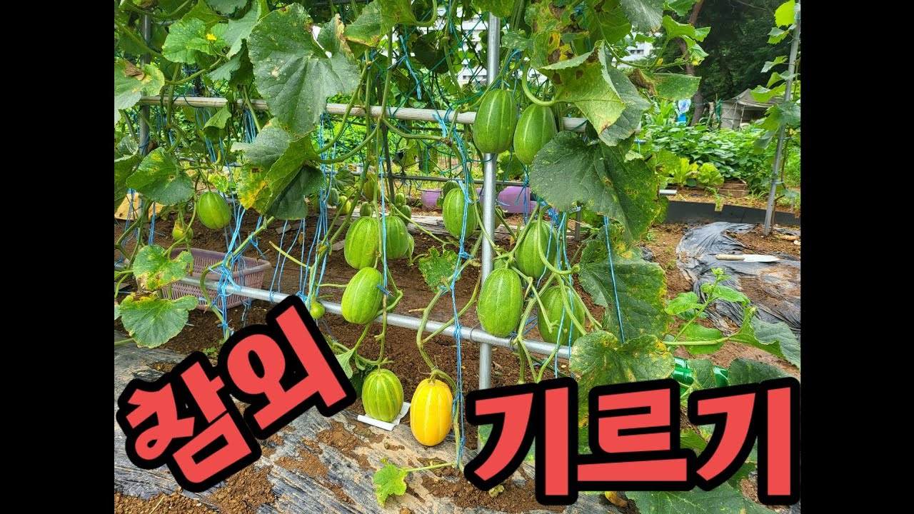 [도농텃밭 #12] 참외 기르기