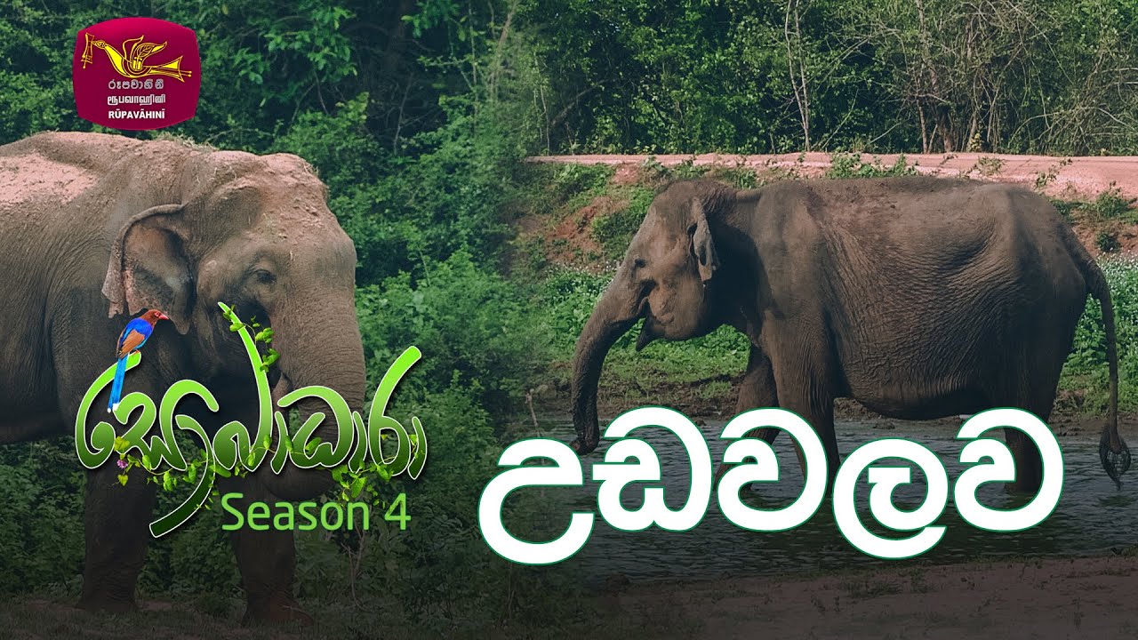 Sobadhara - Sri Lanka Wildlife Documentary | 2020-07-03 | Udawalawa (උඩවලව)