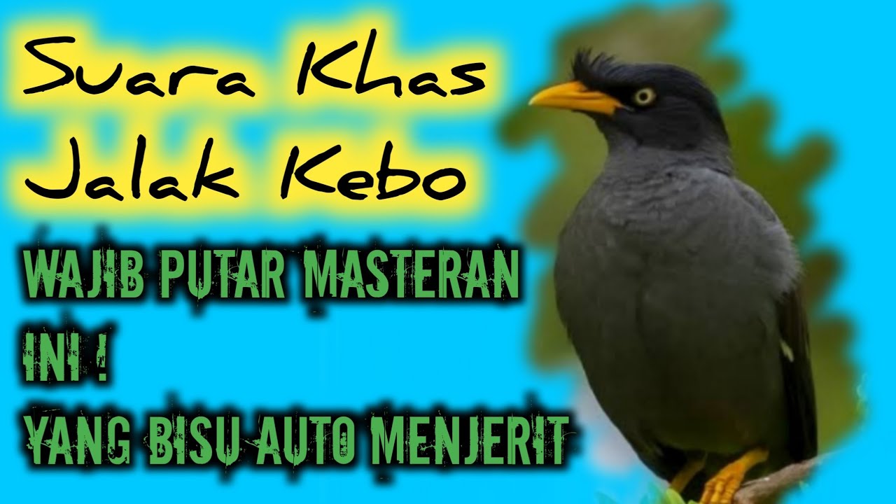 PANCINGAN JALAK KEBO BISU 99% AUTO NYAUT || terapi jalak kebo malas bunyi