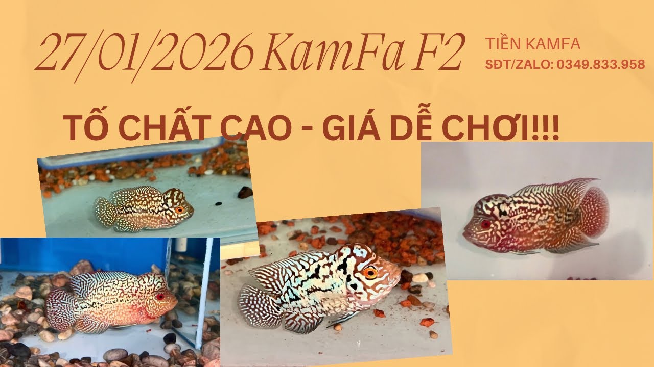 (27/01/2026) | Lô Cá La Hán Tố Chất Cao, Lúa Cực Kì Dễ Chơi Cho Anh Em Rước Về Chơi Tết.