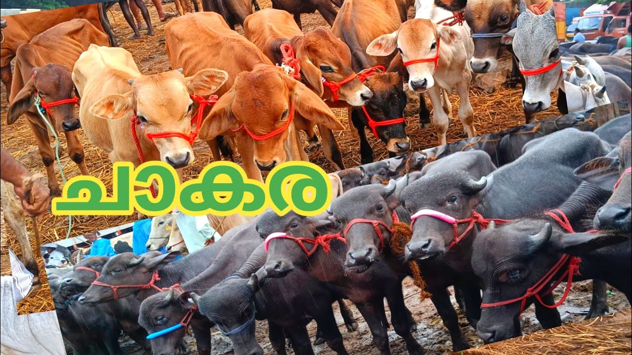 വളർത്തുകുട്ടികളുടെ ചാകര  | Vaniyamkulam Chandha | 13/10/22 | Buffalo | TECH AND VLOGS