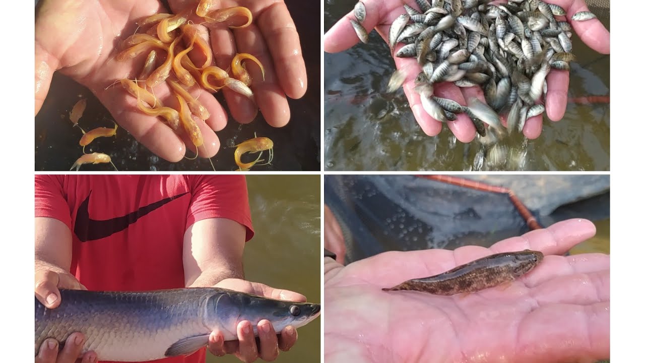 PREÇO DE VÁRIAS ESPÉCIES DE ALEVINOS NA PISCICULTURA PRETTI FISH.