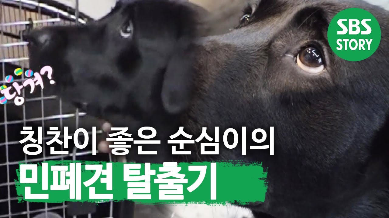 칭찬이 좋은~ 순심이의 &lsquo;민폐견 탈출기&rsquo; I TV동물농장 (Animal Farm) | SBS Story