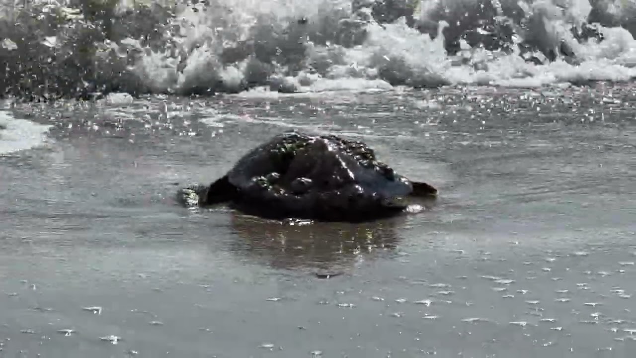 Green Sea Turtle Release 