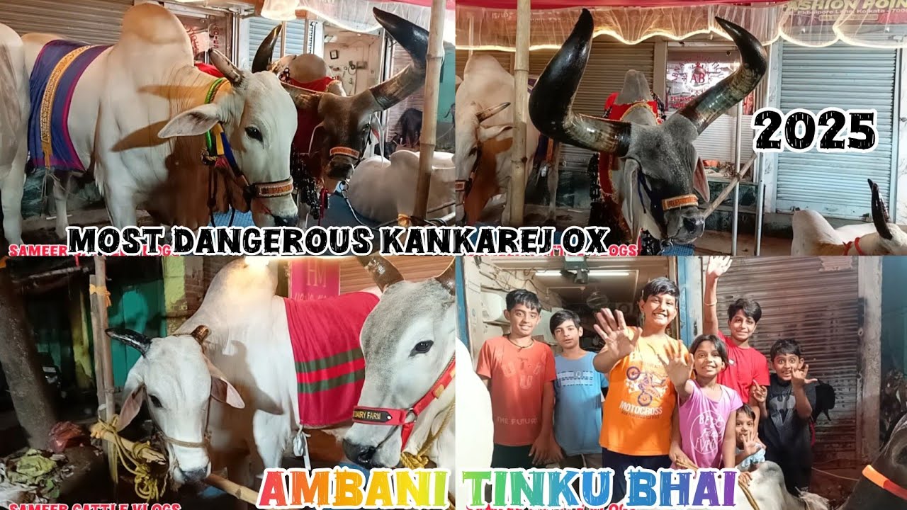 KHIDDIRPORE DARGAH COMMITTE AMBANI TINKU BHAI MOST BIGGEST COLLECTION😱 KANKAREJ &COW & OX 2025