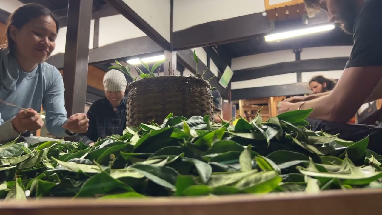 Zvuk deště a třídění čaje ... of Rain in Fujieda Japan and relaxing Tea sorting