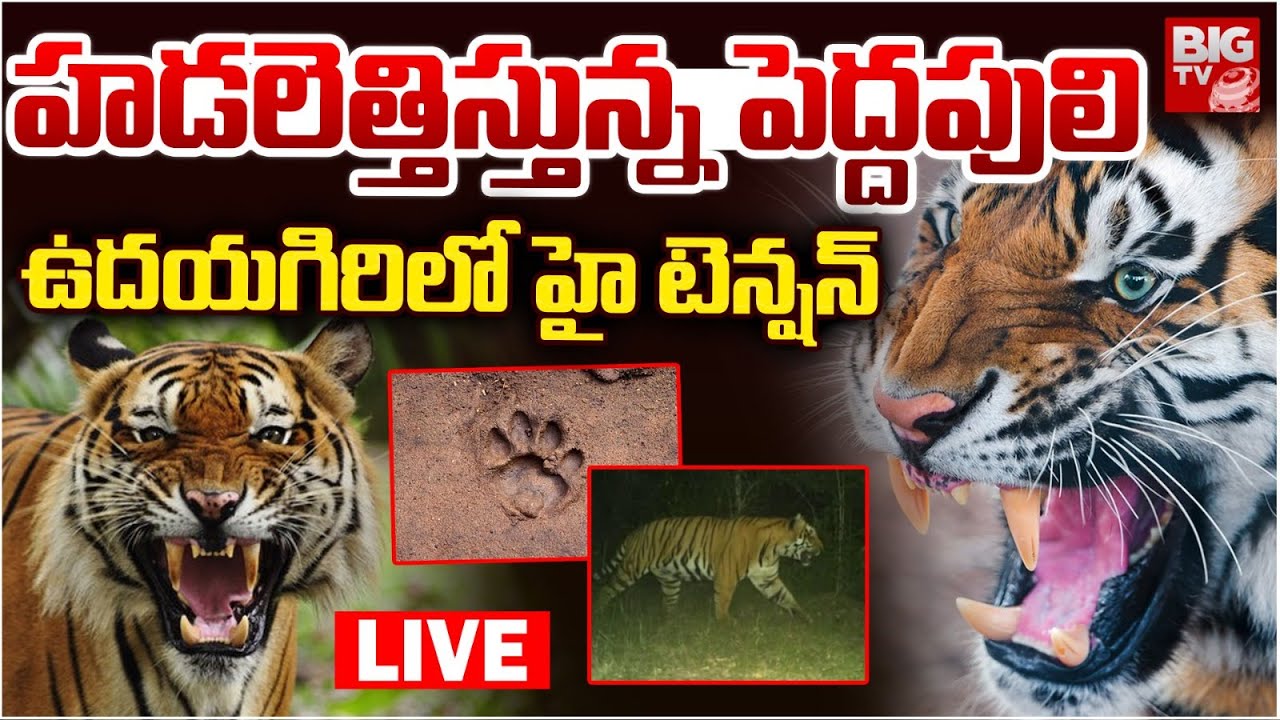 ఉదయగిరిలో పెద్దపులి LIVE: Tiger Hulchul At Udayagiri Forest | Nellore | BIG TV