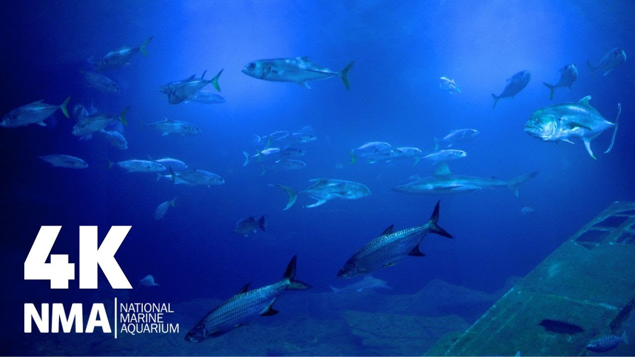 Atlantic Ocean | Aquarium Relax | 4K
