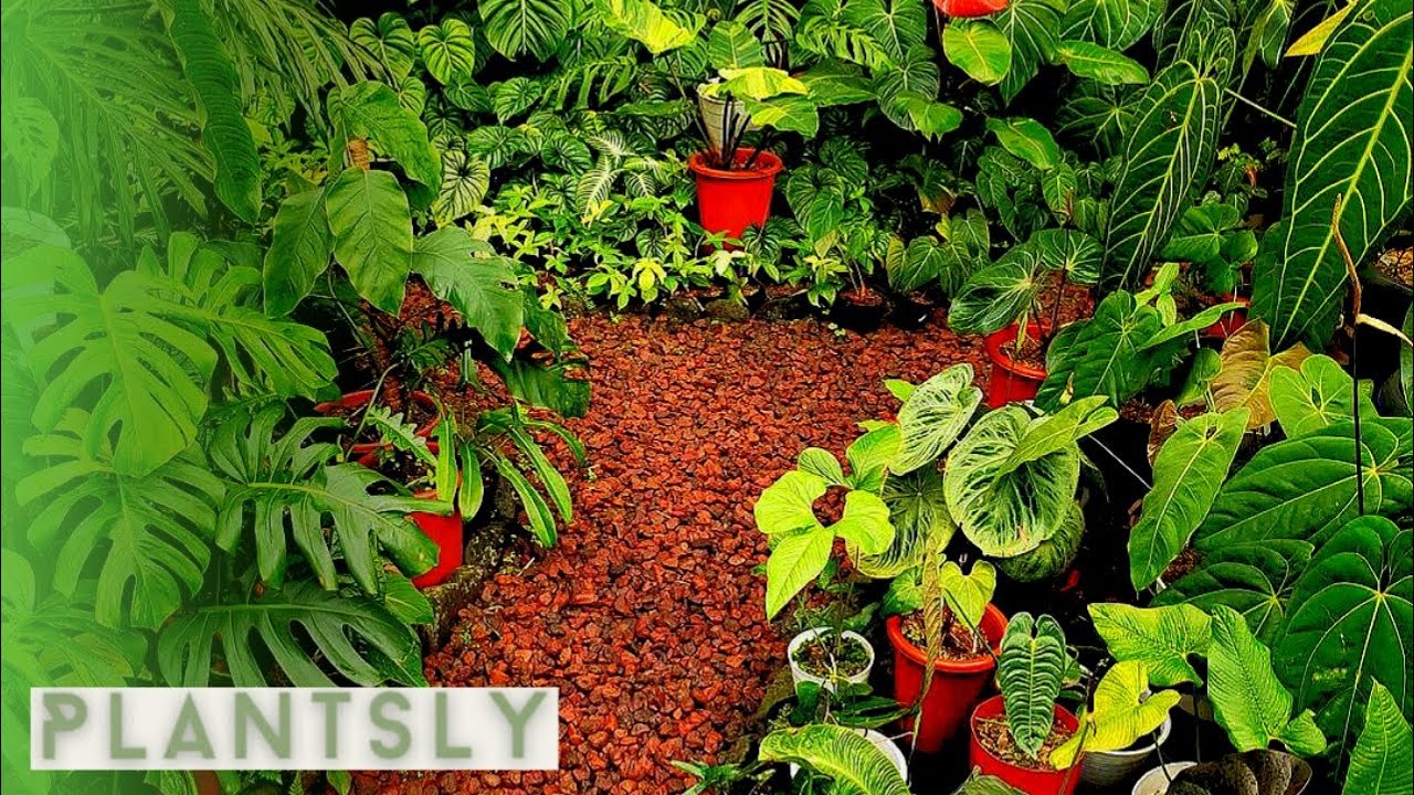 BEAUTIFUL TROPICAL GARDEN |  MODERN TROPICAL GARDEN IDEAS (Jungle like plants) part 4