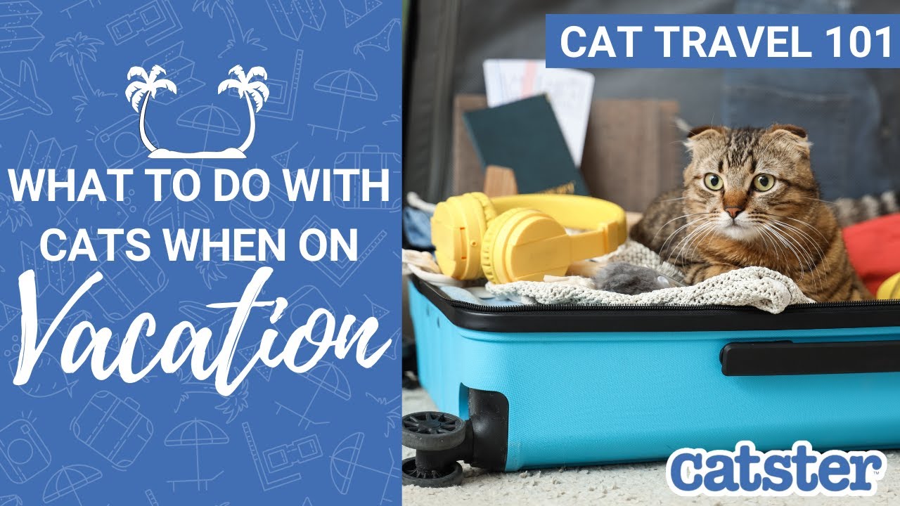 Cat Sitting vs. Cat Boarding