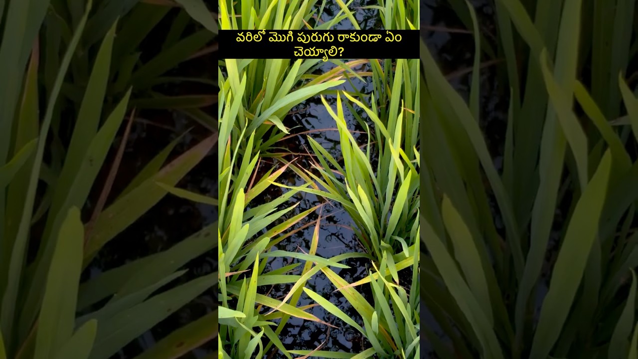 How many medicines have been used to kill the moth? 😨🌾 Telugu farming videos #rythukosam