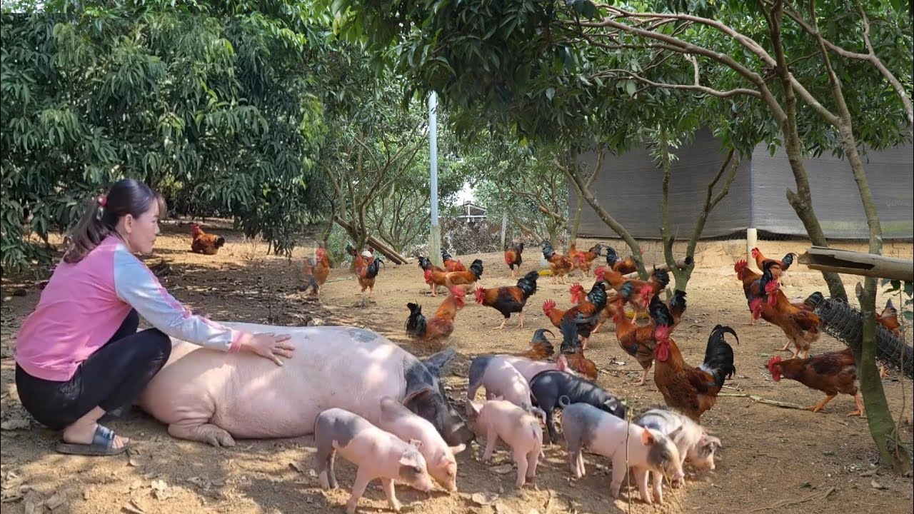 Take care of lactating sows. And harvest chicken eggs. ( Ep 407 )