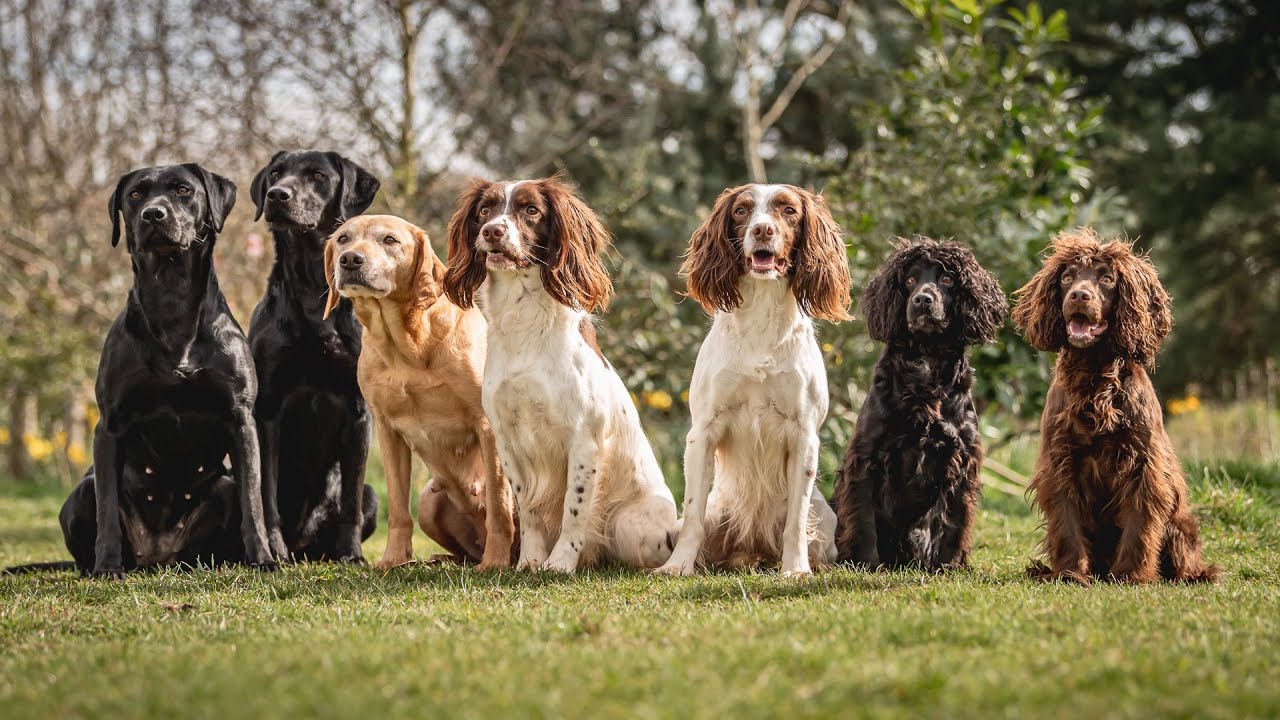 The Gundog