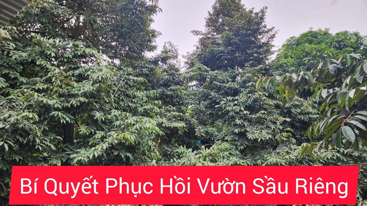 Hiệu Quả Sau Khi Phục Hồi Vườn Sầu Riêng Sau Thu Hoạch-Một Màu Xanh Đậm và Lá Dày Bóng