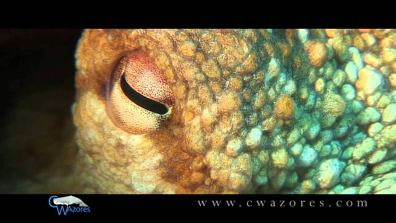 Ocean adventures with CW Azores
