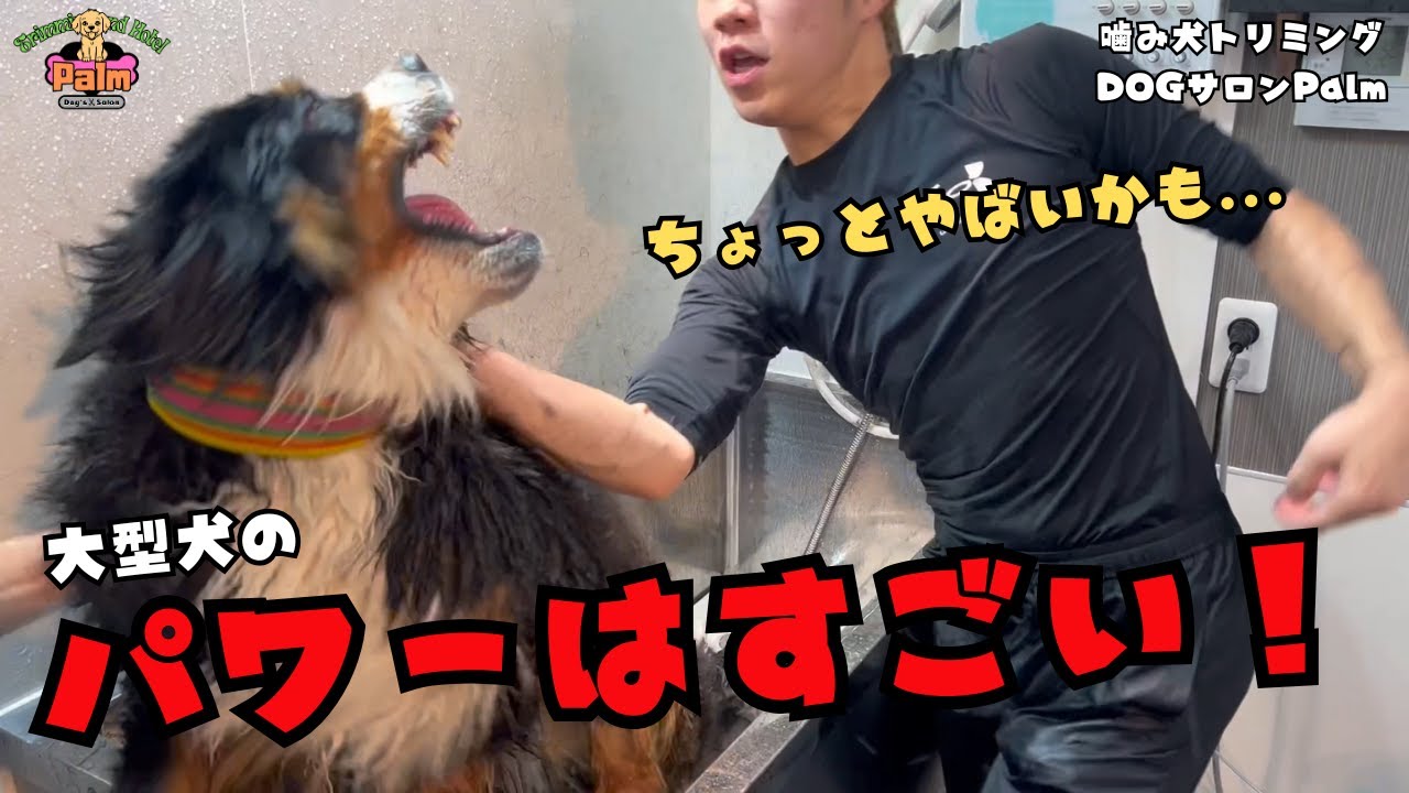 【初来店】大型犬の噛み犬トリミング！！バーニーズ編