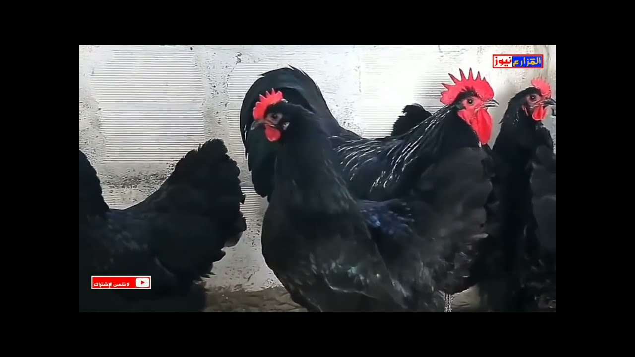 معلومات مهمة عن دجاج الاوسترالوب australporp chickens