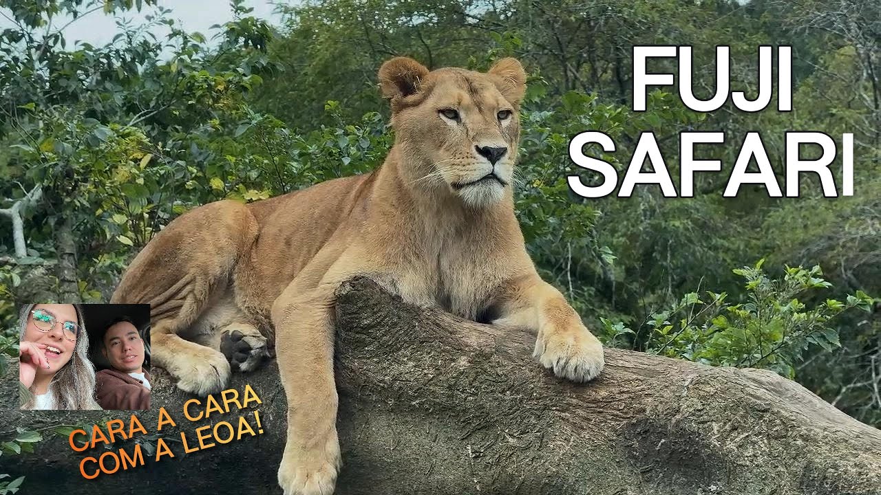 CARA A CARA COM UMA LEOA 🦁 | Fuji Safari Park Japão (Experiência Real)
