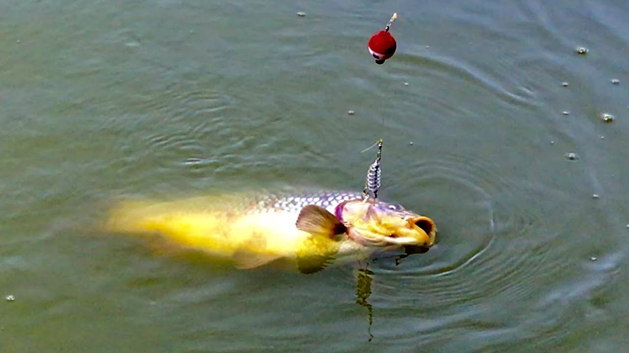 How To Make Lancer Carp Bait(88) Fishing Tips - Fishing,how to fish,C&aacute;ch L&agrave;m Mồi C&aacute; Ch&eacute;p đơn giản