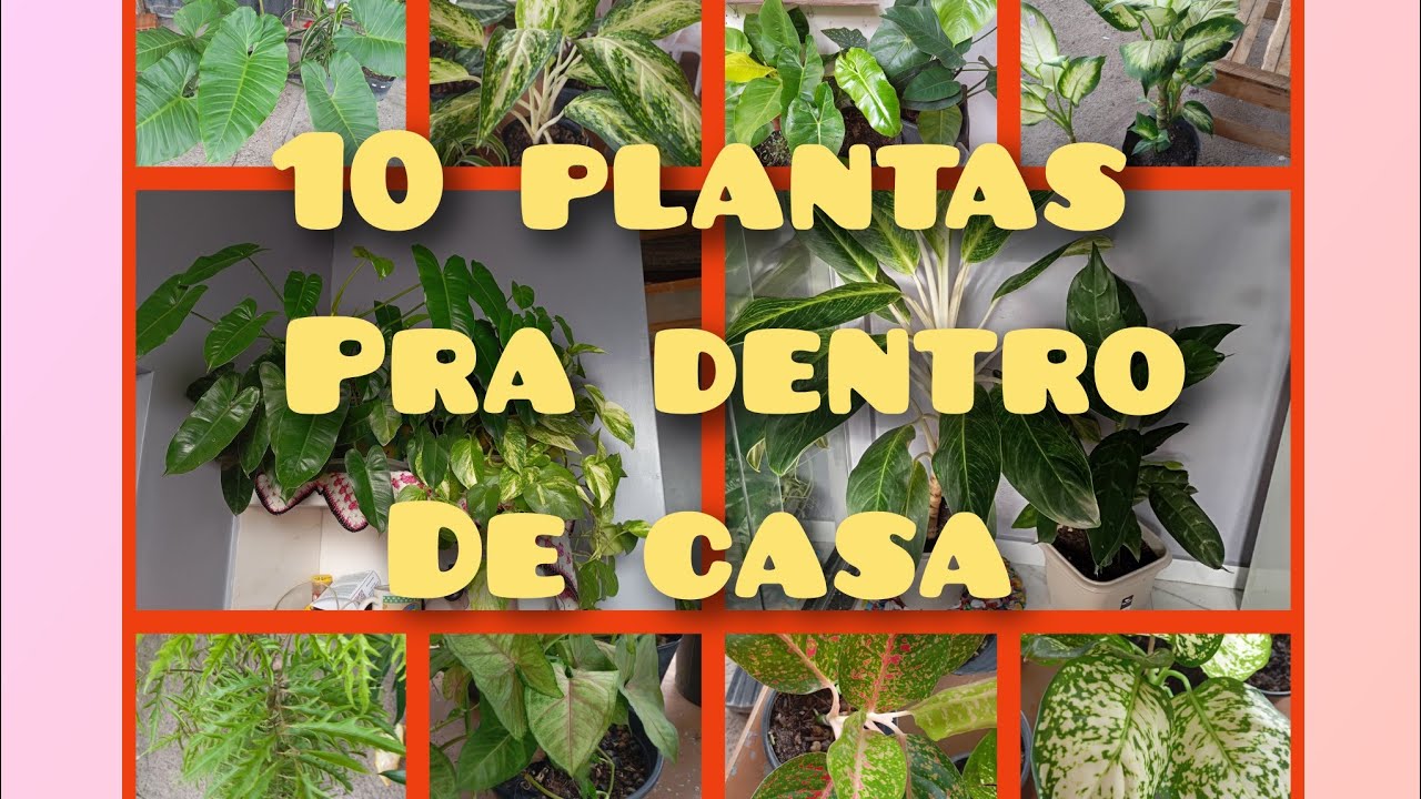 10 PLANTAS DE SOMBRA PRA DENTRO De CASA 🏠🏡