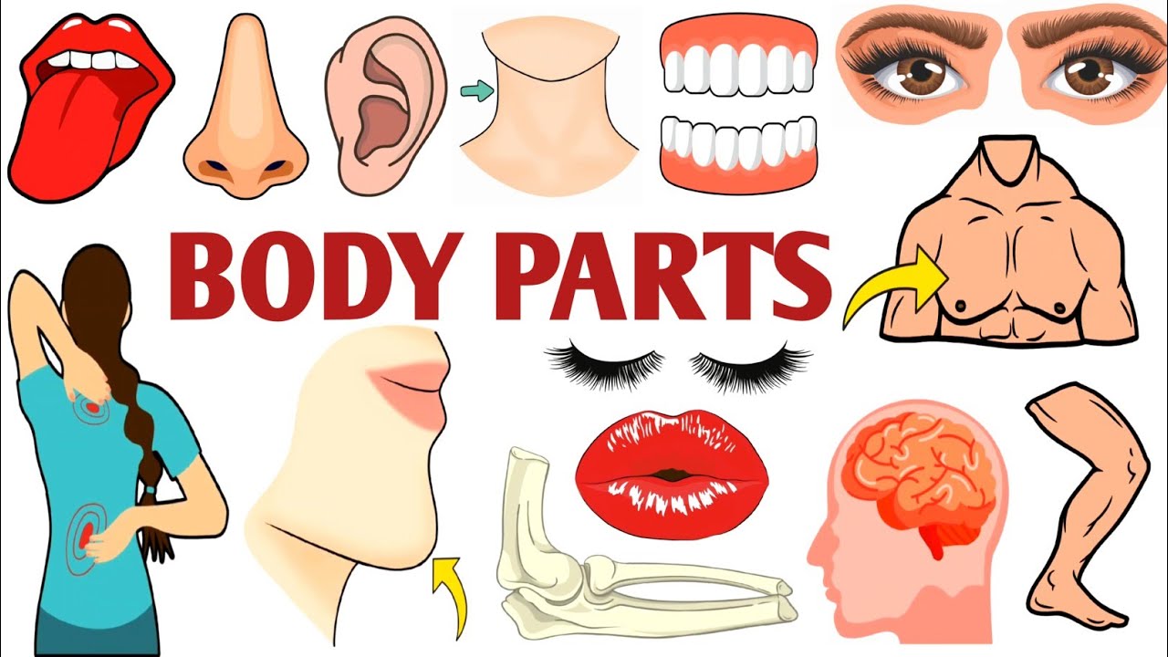 Parts of the Body | Parts of the Body for LKG Kids | Learn Body Parts & Sense Organs | #partsofbody 