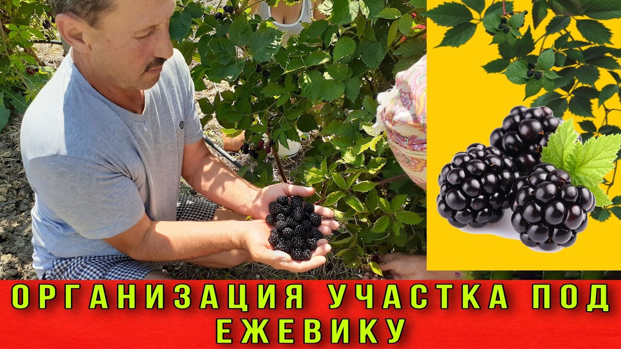 Организация участка под ЕЖЕВИКУ