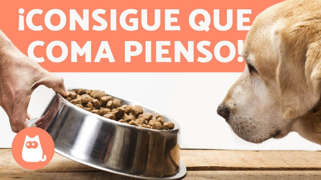 &iquest;C&oacute;mo hacer que mi PERRO coma PIENSO? &iexcl;5 TRUCOS Infalibles! 🐶✅