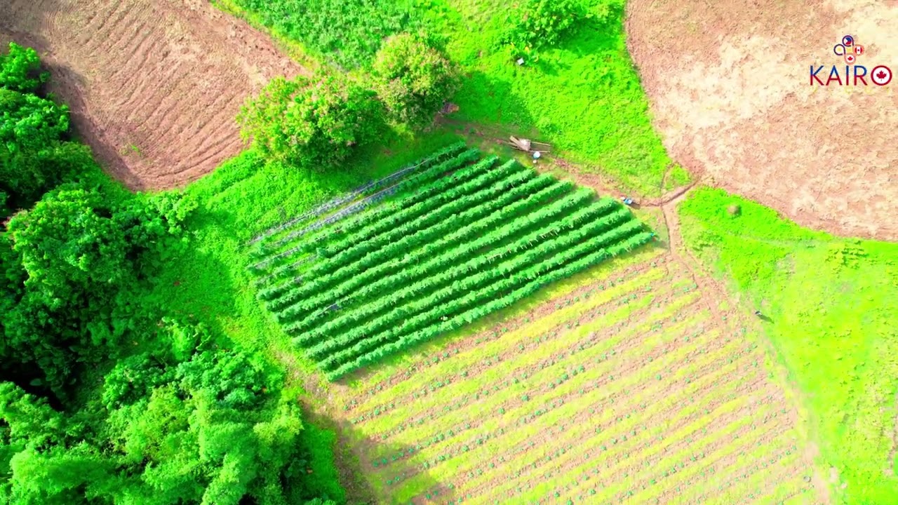 Unveiling the Natural Splendor: Green Trees, Majestic Mountains, and Rice Fields in Irawan