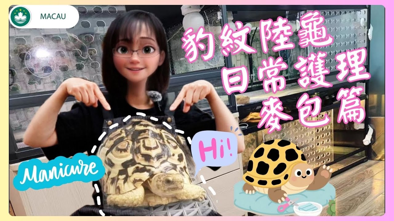 🇲🇴|🐢│豹紋陸龜│養龜日常│麥包護理篇‧龜寶們趾甲過長會有影響嗎?護理用具我一般用那些?