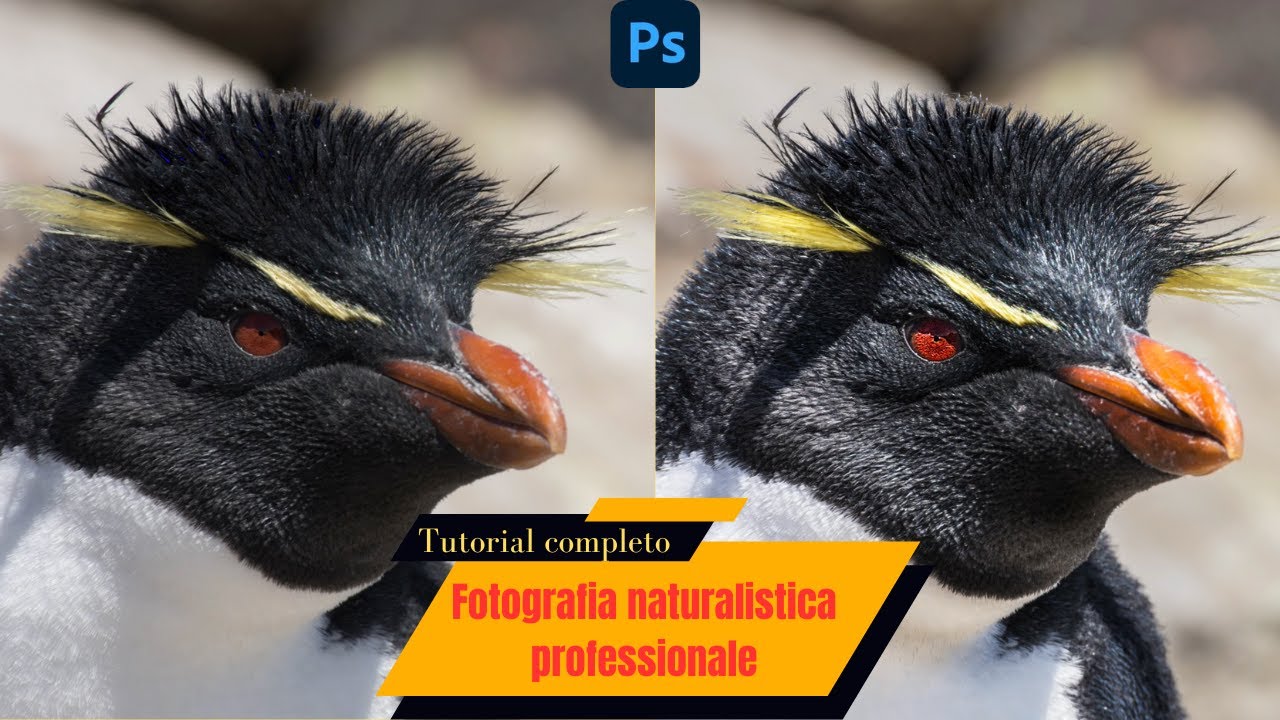Tutorial completo post produzione avifauna con Photoshop