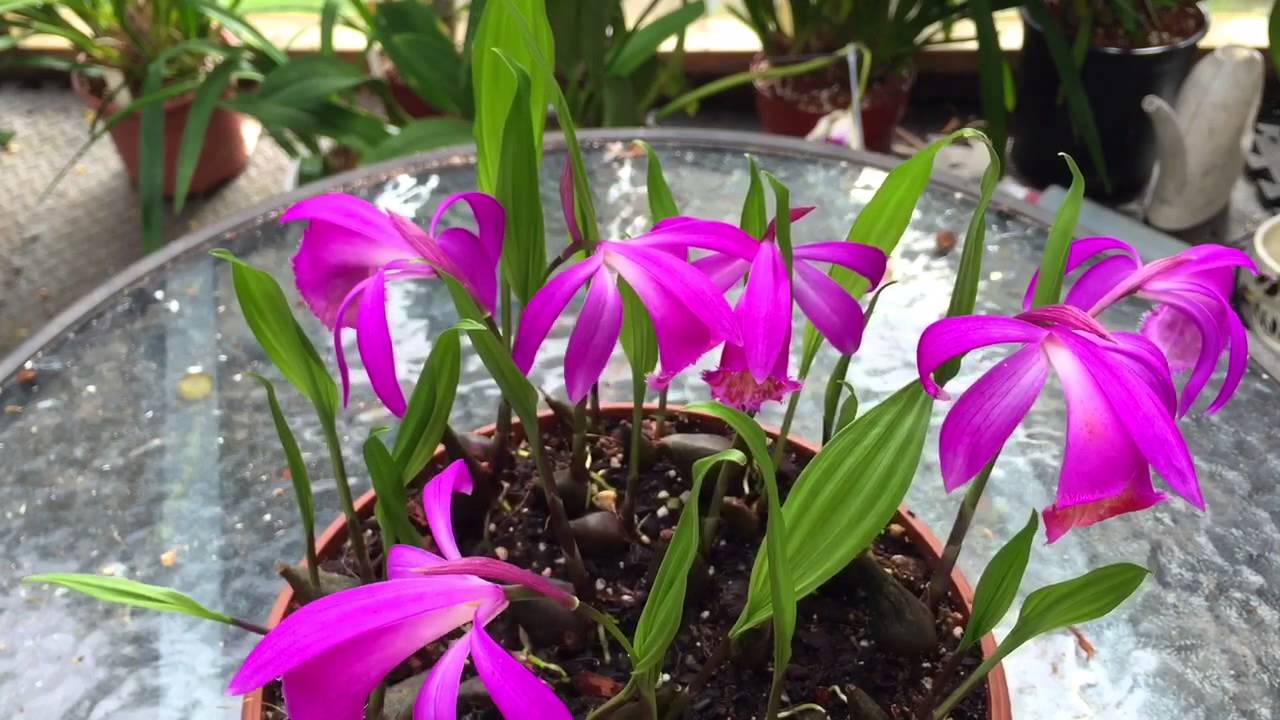 ORCHID CARE: BLOOMING PLEIONE ORCHIDS SPRING AND SUMMER CARE