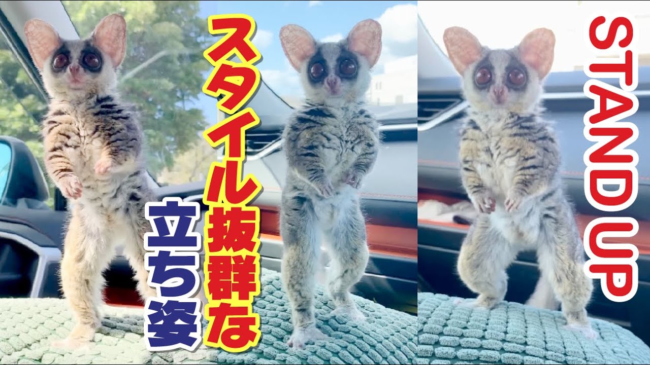 スタイル抜群な立ち姿で、不審な動きをする猿 Stand up - Pizzatoru the Bushbaby / ショウガラゴのピザトル