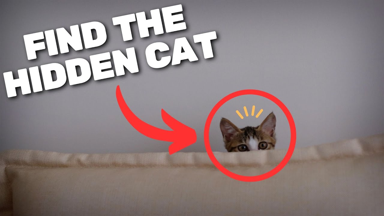 Find the Hidden Cat