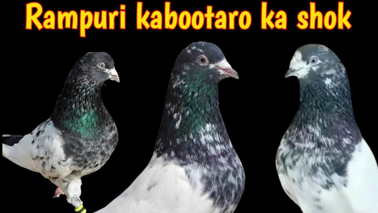 Rampuri kabootaro ka shok | Rampuri Pigeon | pigeon guru