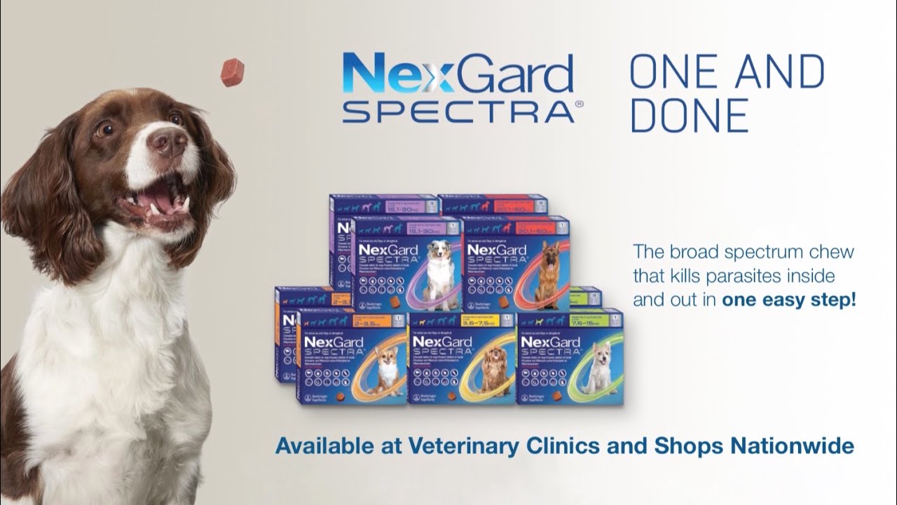 Protect your Dog Against Parasites with NexGard Spectra