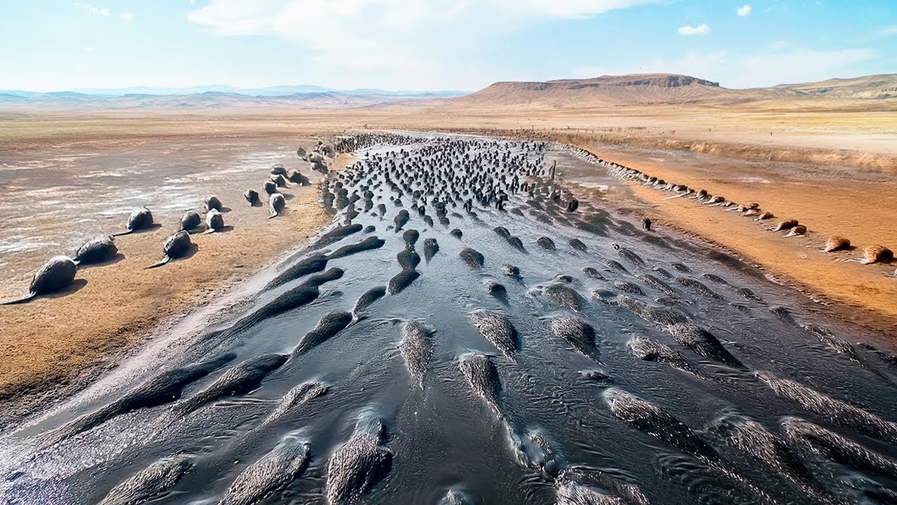 U.S. Placed Hundreds of Beavers to the Utah Desert With a Dying River, in 2 Years Result Was Insane