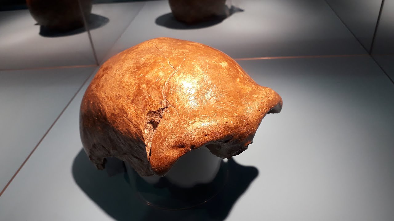 DNA Analysis Reveals the REAL Reason Neanderthals Went Extinct!