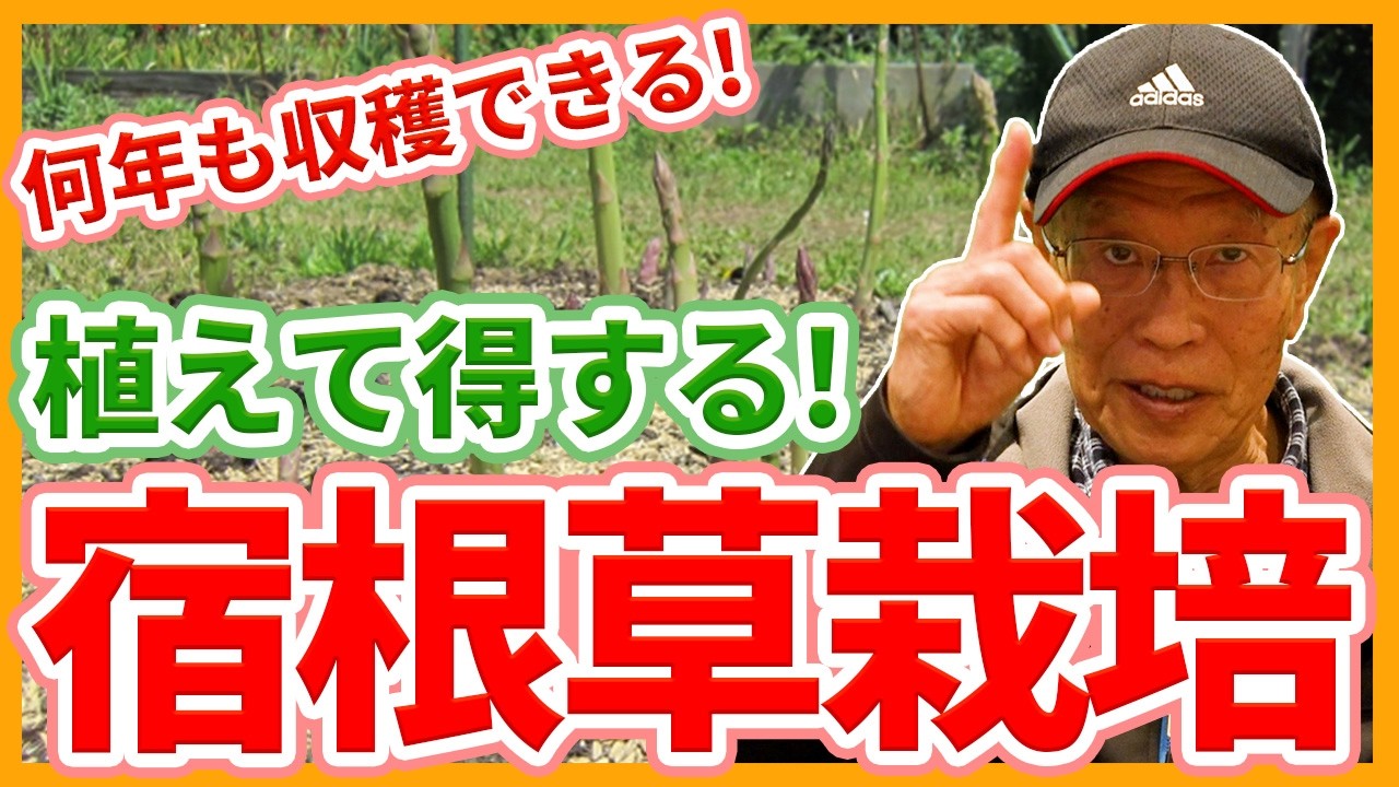 家庭菜園や農園の宿根草栽培でアスパラガス、ニラ、ミョウガを育てる！植えると得する多年草の育て方！【農家直伝】